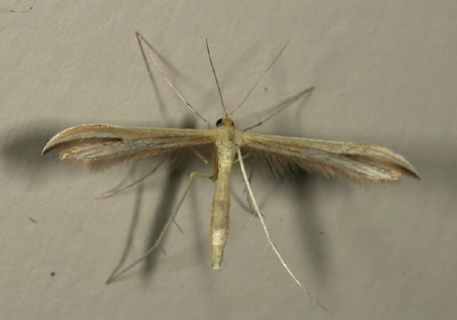 Hellinsia sp.? Pterophoridae